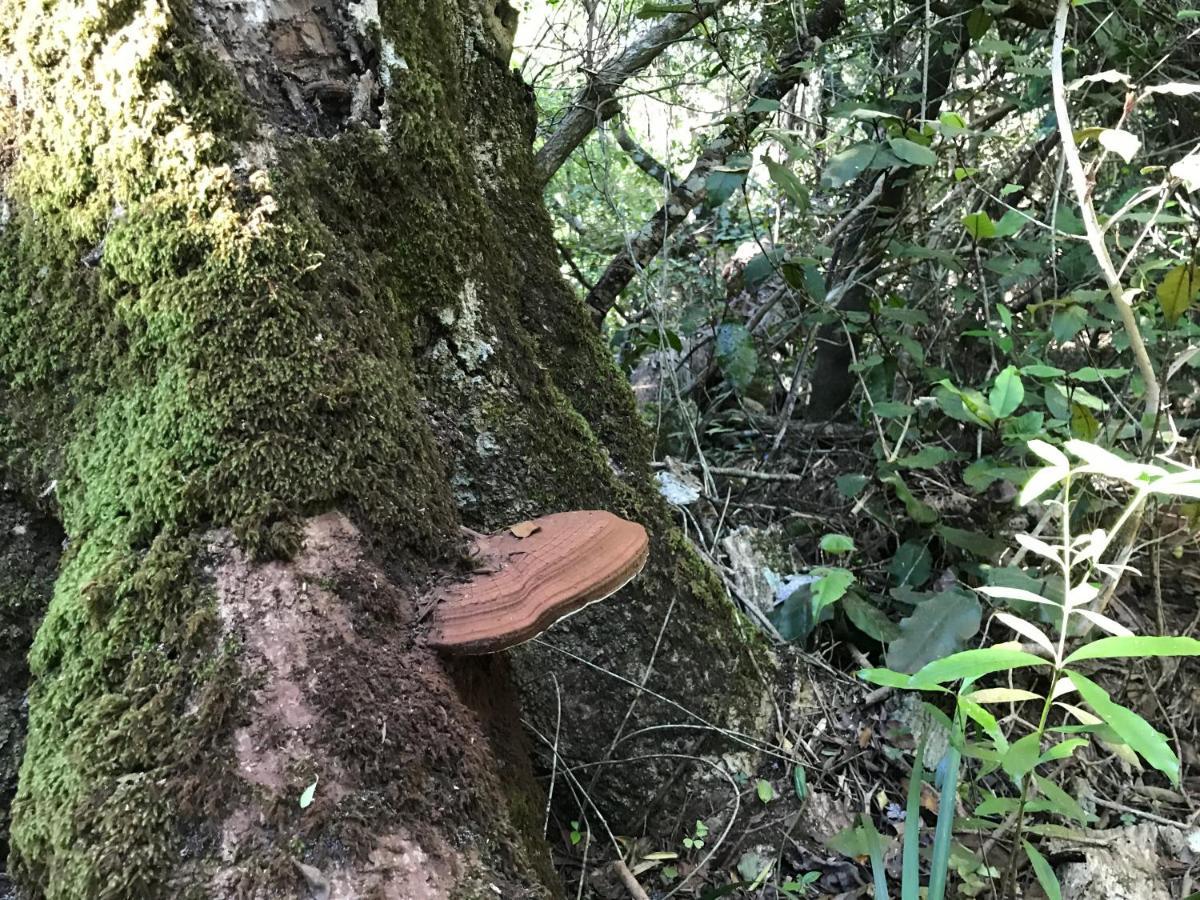 Tenikwa Wildlife Centre & Spa 普勒滕贝格湾 外观 照片