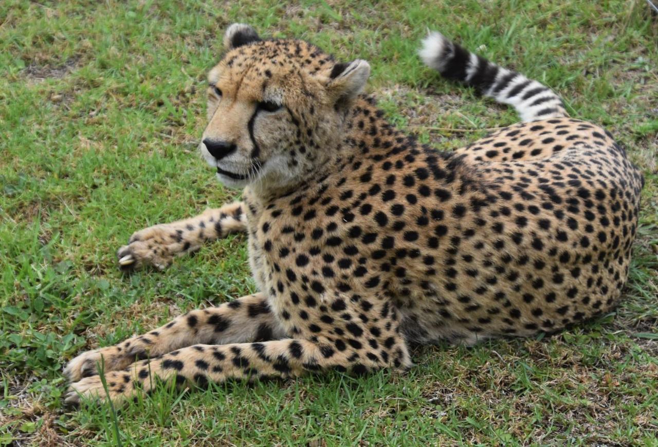 Tenikwa Wildlife Centre & Spa 普勒滕贝格湾 外观 照片