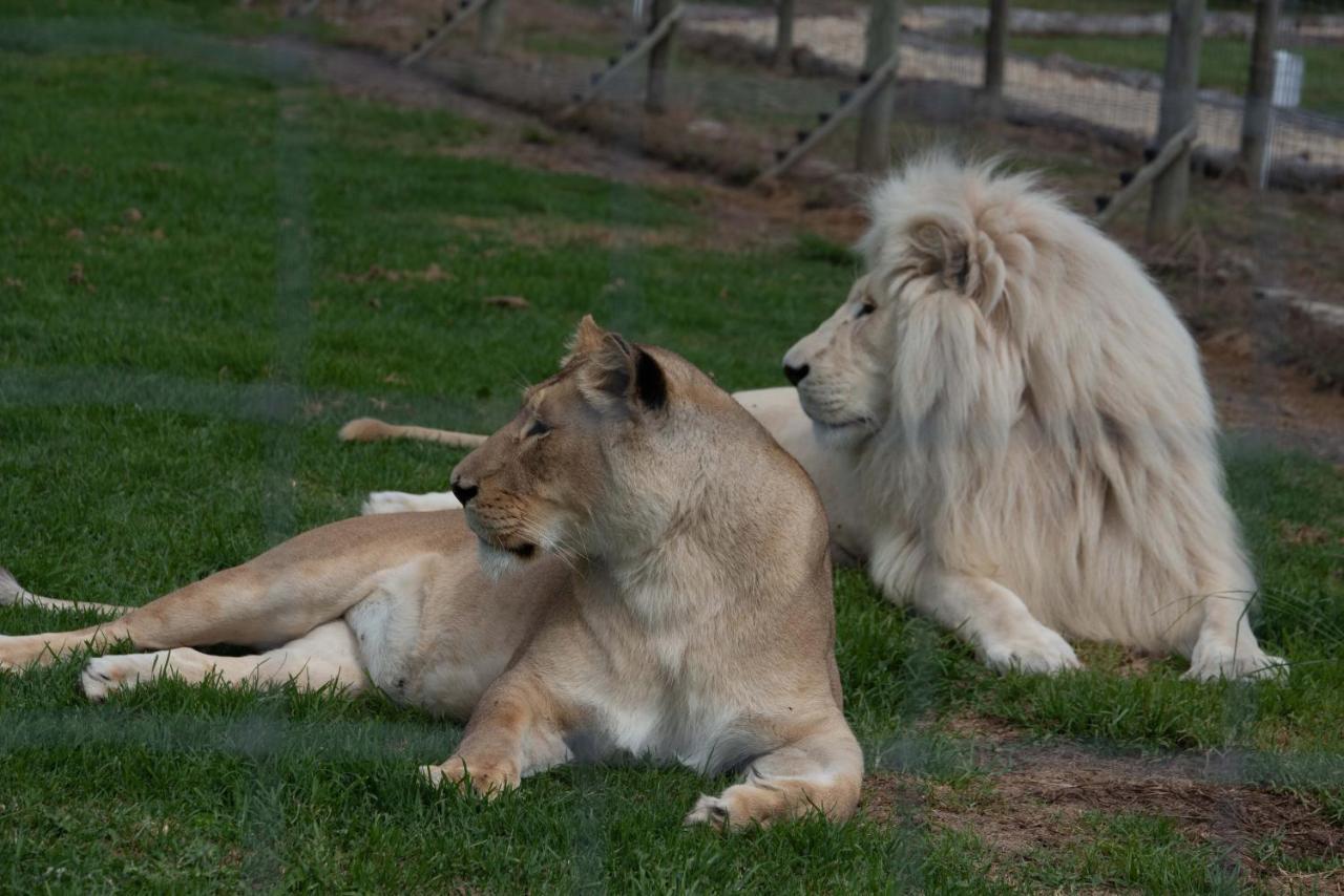 Tenikwa Wildlife Centre & Spa 普勒滕贝格湾 外观 照片