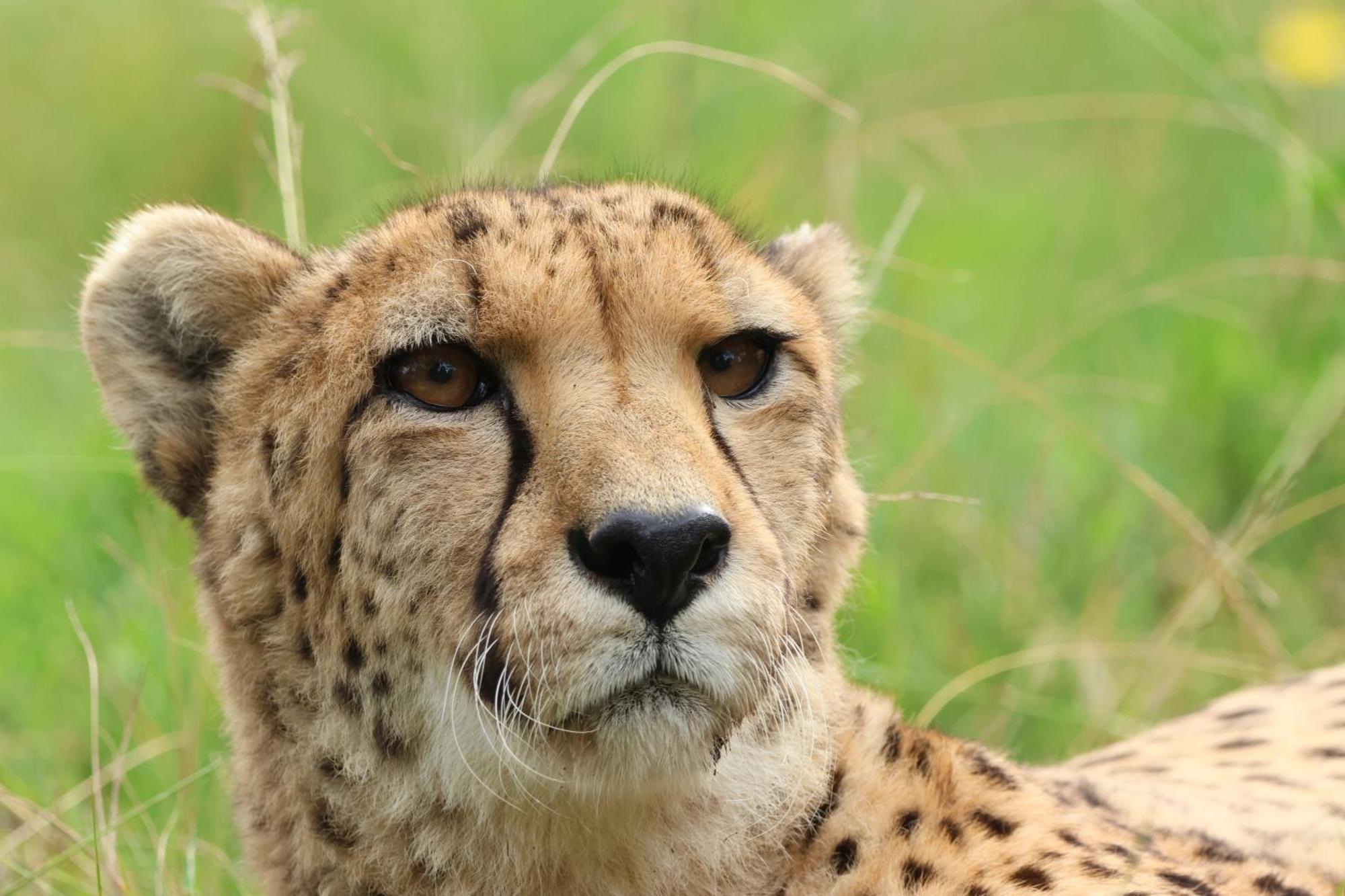 Tenikwa Wildlife Centre & Spa 普勒滕贝格湾 外观 照片